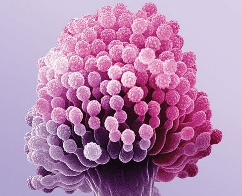 生物毒素检测